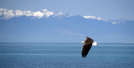 Bald eagle flying over West Beach in Deception Pass park © Dmitri Kotchetov