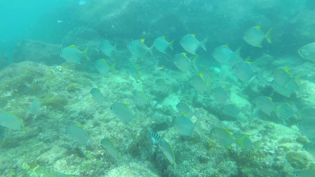 Seychelles - underwater video swimming with fishes, slow motion, UHD