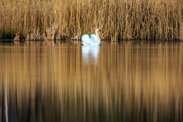 single swan at sunrise, golden water at sky lakes Plothen Germany