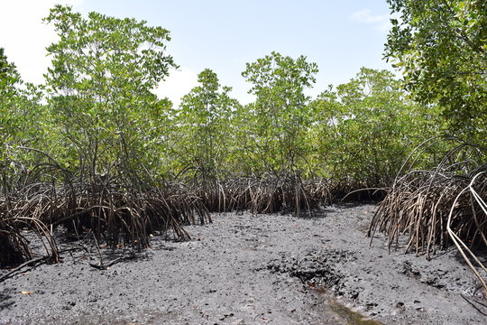 Marea baja en el manglar