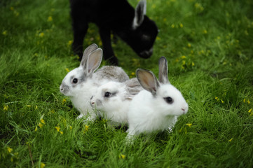 Black goat and white rabbits in the garden