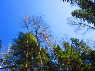 Obraz premium Forest