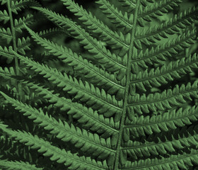 Fototapeta na wymiar Green leaves of ferns brunches, natural background, close-up