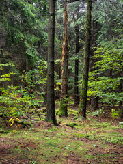 Wald bei der Kaskadenschlucht in der Rhön
