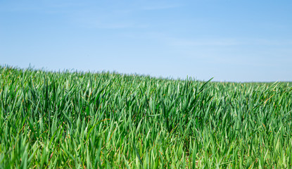 Beautiful green wheat fields in Ukraine. Green wheat sprouts in a field, close-up.