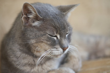 Grey Short hair cat sleeping near cushion on couch