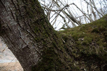 tree with moss on roots in a green forest or moss on tree trunk. Tree bark with green moss. Azerbaijan nature.