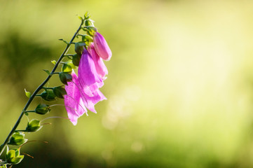Beautiful flower in the forest