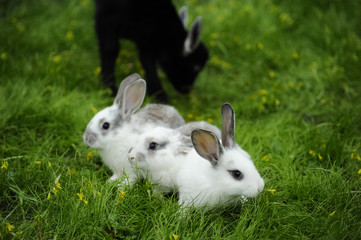 Black goat and white rabbits in the garden