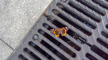 Butterfly in an urban environment