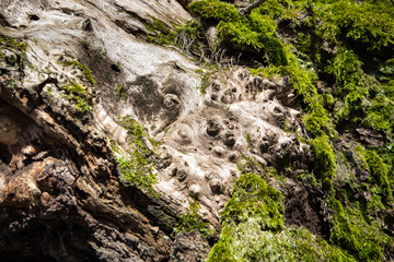 tree with moss on roots in a green forest or moss on tree trunk. Tree bark with green moss. Azerbaijan nature.