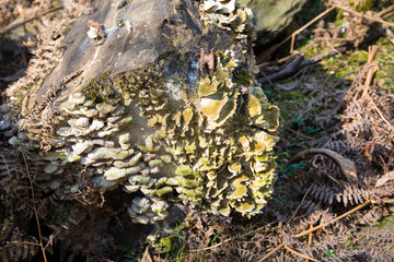Mushrooms growing on bark in a forest. Selective focus