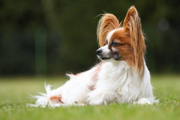 Papillon stehen auf einer grünen Wiese