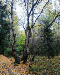 Karpaten-Birke im schwarzen Moor in der Rhön
