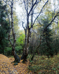 Karpaten-Birke im schwarzen Moor in der Rhön