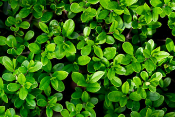 Background for design with shrub leaves. Beautiful nature background with greenery. Shrub Petals.