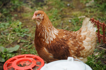 Red chickens on a private farm in the village
