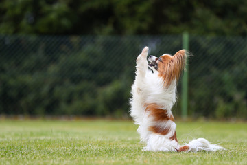 Papillon springen auf einer grünen Wiese