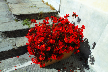 very nice red  begonia flower in a vase
