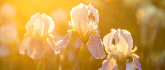 lilac irises flowers on the field in the sunlight