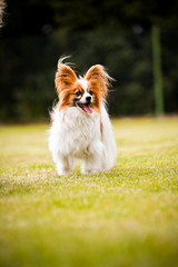 Papillon springen auf einer grünen Wiese
