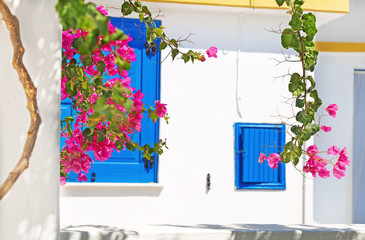 blooming bougainvillea flowers and blue windows at Koufonisia Cyclades Greece