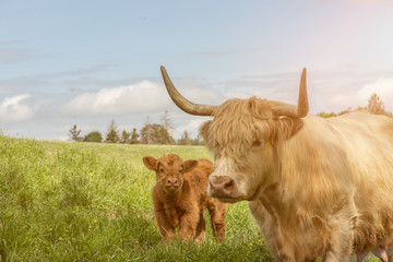 Portrait of a highlander calf baby cow and its mother taking care of it