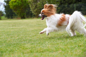 Papillon springen auf einer grünen Wiese