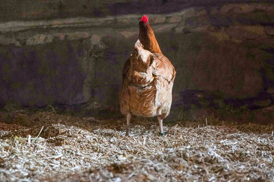 Huhn