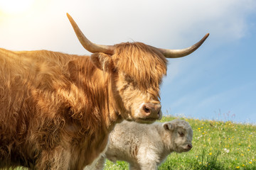 Portrait of a highlander white funny calf cow and its mother taking care of it. 