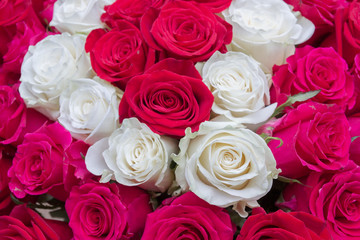 Multi-colored bouquet of red, pink and white roses
