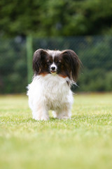 Papillon springen auf einer grünen Wiese