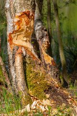 Deciduous tree trunks damaged by beavers. Trees in the forest are gnawed by rodents.