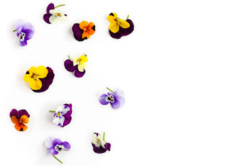 Spring or summer flower composition with pansy on white background. Flat lay, copy space. Festive flower concept.