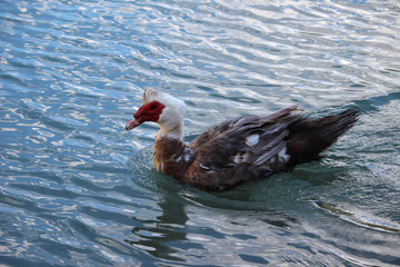 Pato criollo (Cairina moschata momelanotus). También llamado  ñuñuma,​ bragado, pato negro, pato mudo o pato real