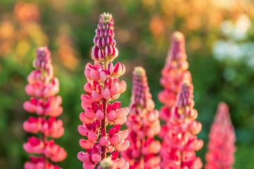 pink lupine flowers in the sunlight