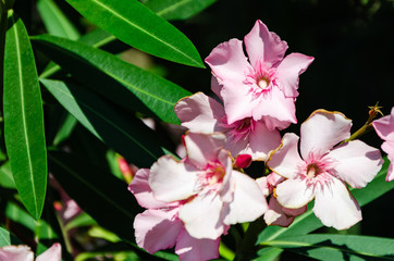 Pink oleander on dark background with copy space