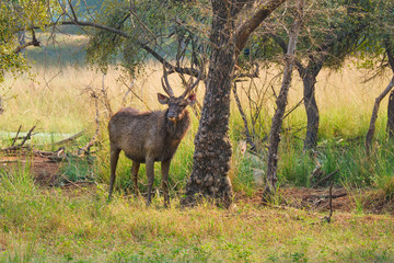 Male sambar (Rusa unicolor) deer eating tree leaves in the forest. Sambar is large deer native to the Indian subcontinent and listed as vulnerable spices. Ranthambore National Park, Rajasthan, India