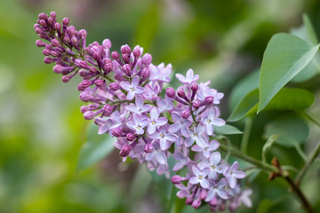 Fototapeta na wymiar Purple lilac flowers blooming on a branch