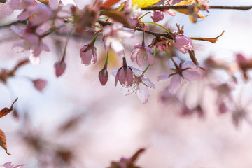 Branches of blooming sarura, photo with soft focus on a background of gentle blue sky and greenery.
Beautiful pink and blue background for text.
Floral nature spring abstract background.
Delicate pink
