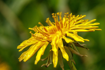 Macro Photo of a dandelion plant. Dandelion plant with a fluffy yellow bud. Yellow dandelion flower growing in the ground.