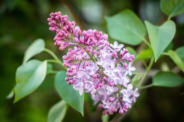 Purple lilac flowers blooming on a branch