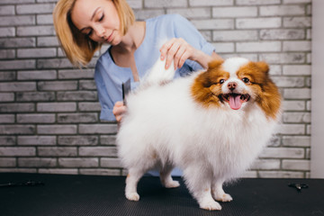 young caucasian professional groomer loves her job connected with pets, she takes care, cut hair, wash and tidy appearance of dog. professional care of pets