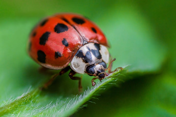 Ladybug with black eyes in macro. Super macro photo of insects and bugs. Ladybug on green leaf.
