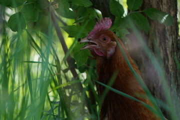 Huhn im Busch
