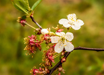 Flowering and ripening. Natural cycles in nature.