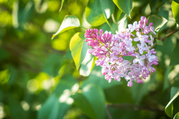 Purple lilac flowers blooming on a branch