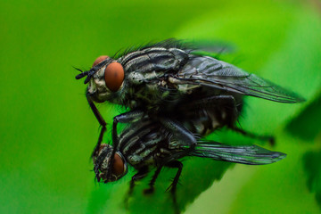 Two flies on a green leaf. One fly sits on another. Super macro photo of insects. Insect reproduction process. Concept of macro world