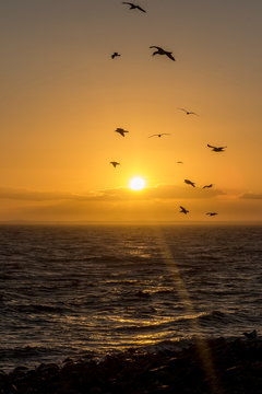 A sunset with birds flying, in the Ireland coastline. © Arnau