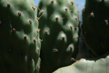 Cactus